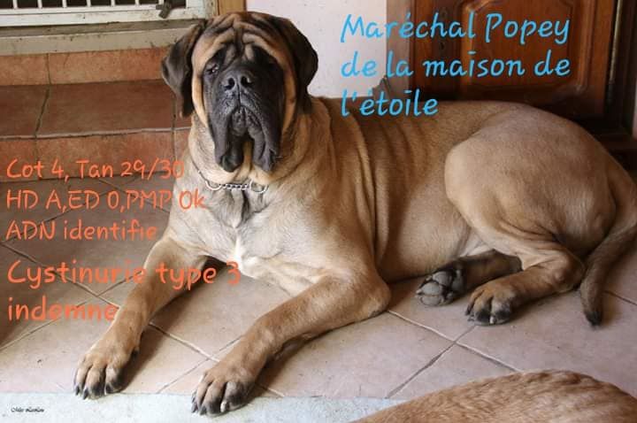 CH. Marechal popeye De La Maison De L'étoile