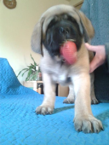 De La Maison De L'étoile - Mastiff - Portée née le 17/12/2013