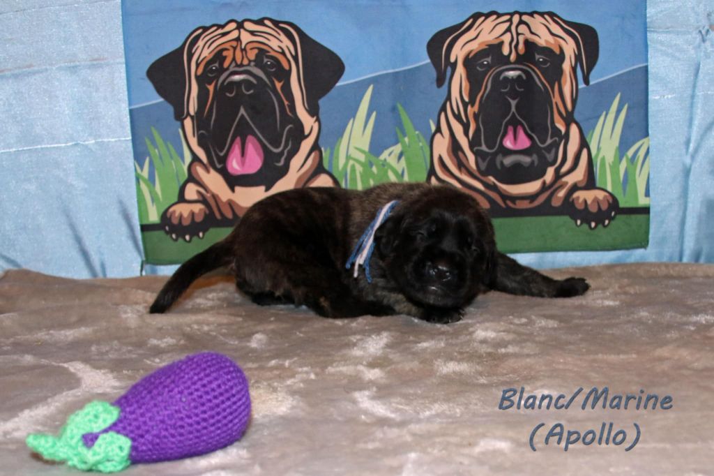 De La Maison De L'étoile - Chiots disponibles - Mastiff