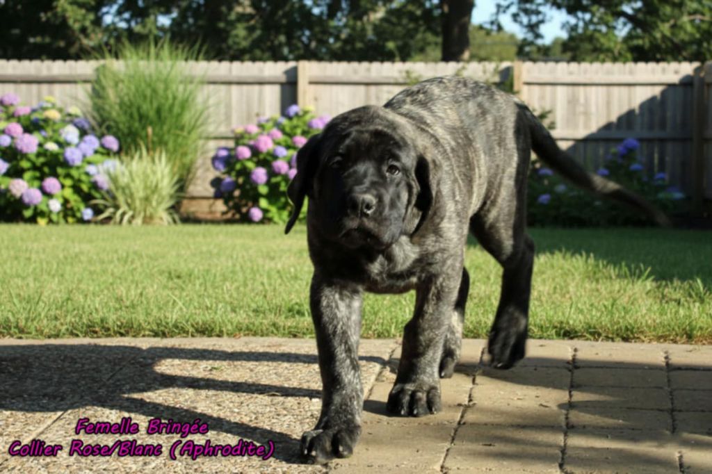 De La Maison De L'étoile - Chiots disponibles - Mastiff