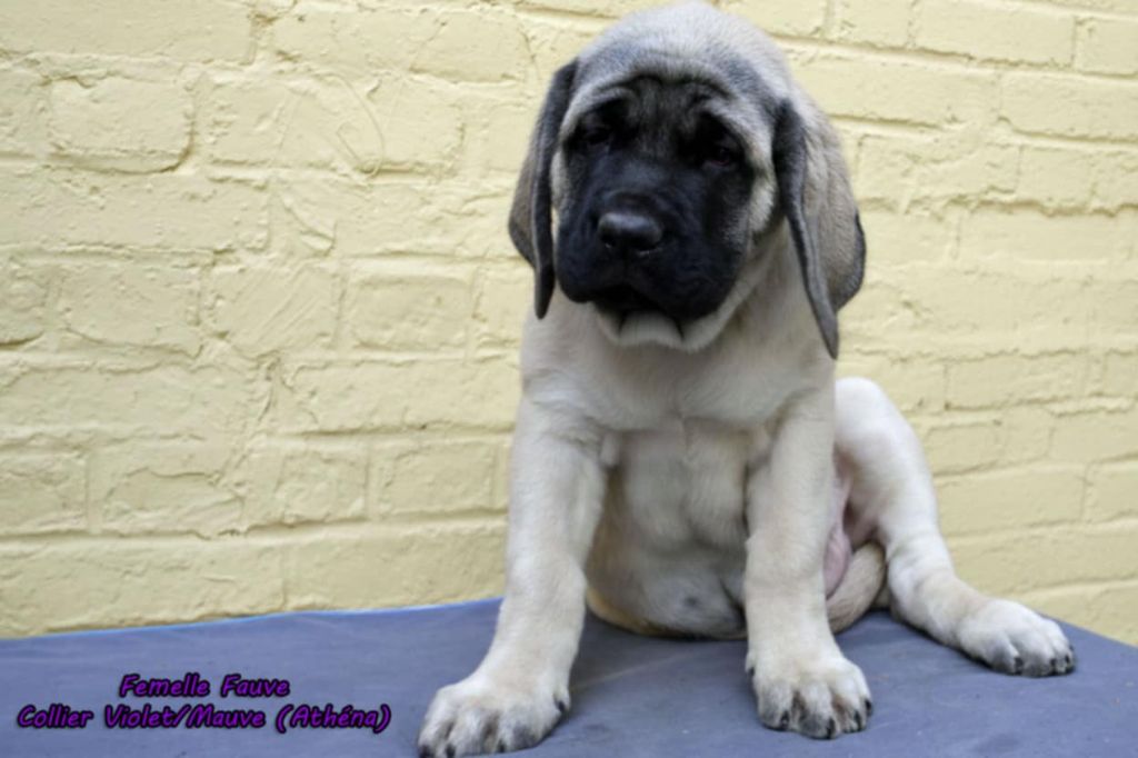 De La Maison De L'étoile - Chiots disponibles - Mastiff