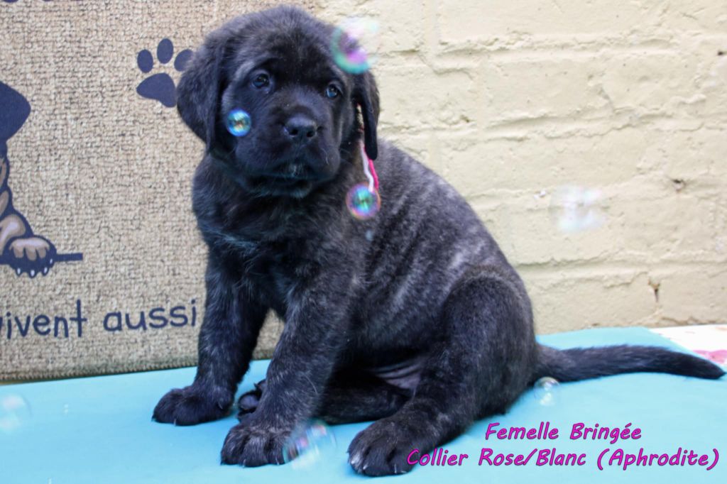 De La Maison De L'étoile - Chiots disponibles - Mastiff
