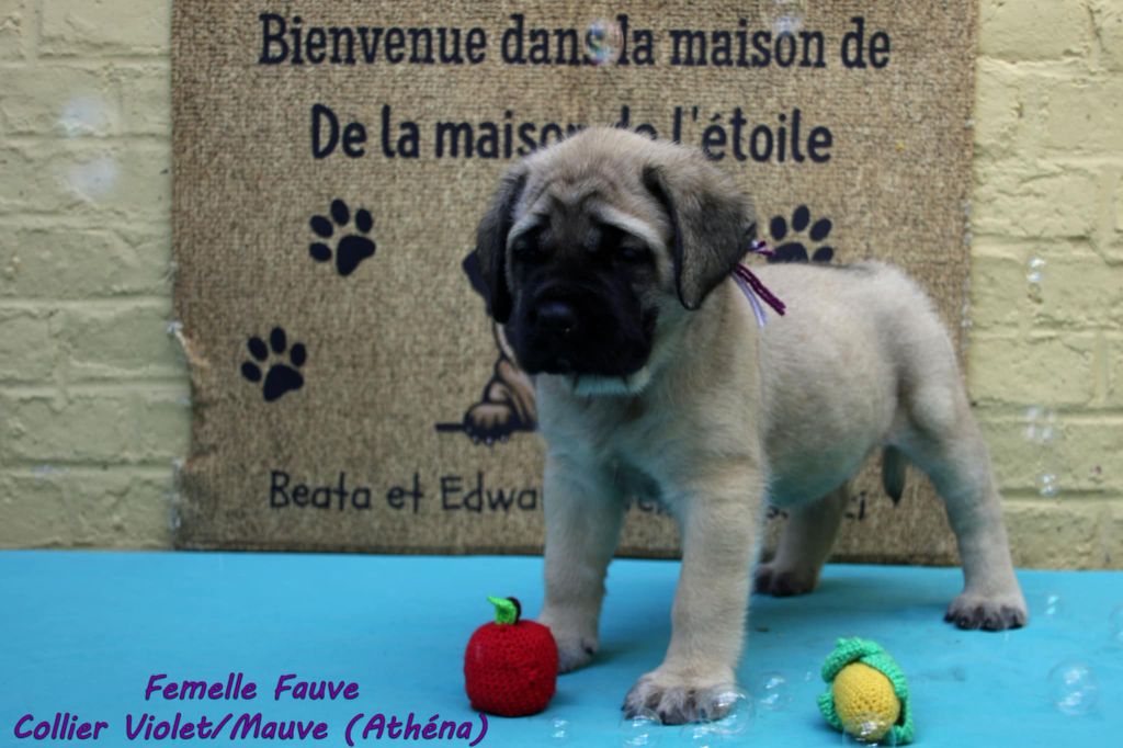 De La Maison De L'étoile - Chiots disponibles - Mastiff