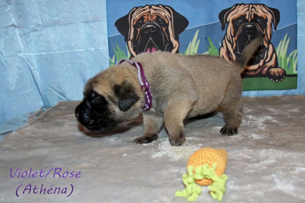 De La Maison De L'étoile - Chiots disponibles - Mastiff