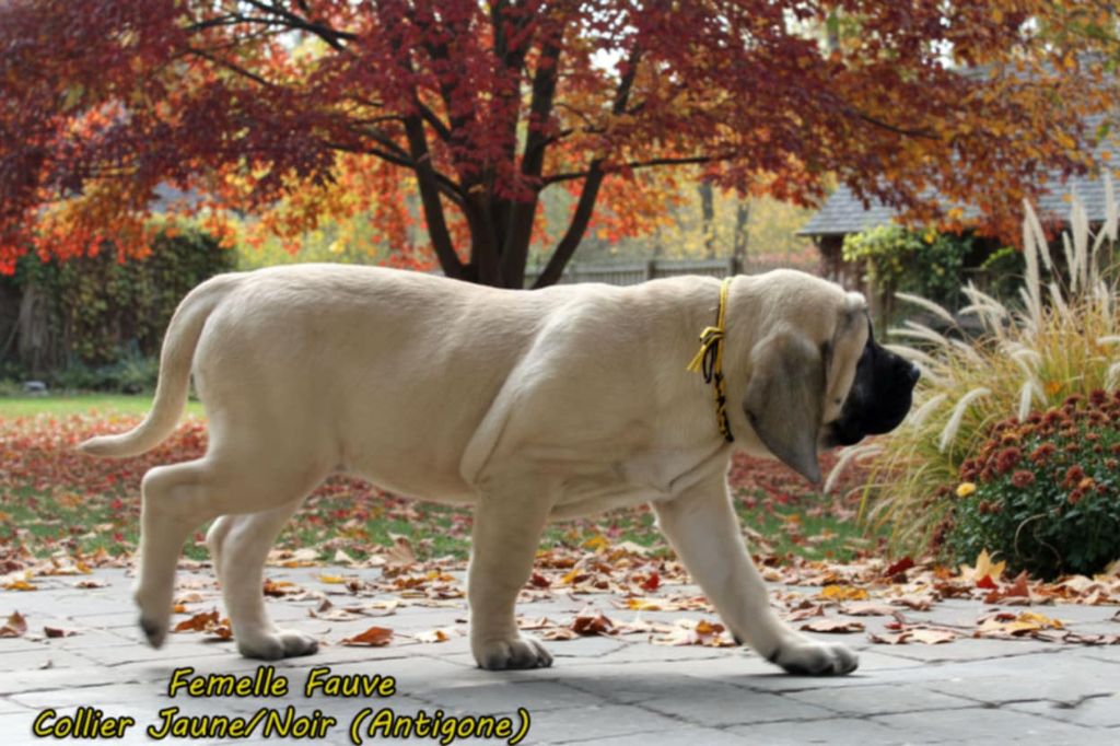 De La Maison De L'étoile - Chiots disponibles - Mastiff