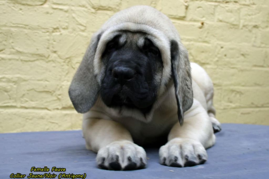 De La Maison De L'étoile - Chiots disponibles - Mastiff