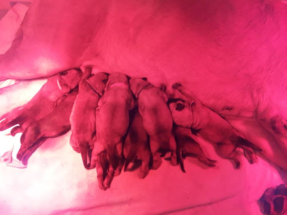 De La Maison De L'étoile - Mastiff - Portée née le 17/01/2019