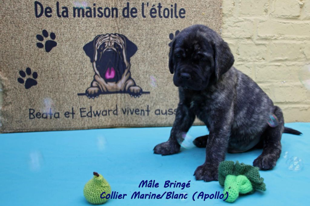De La Maison De L'étoile - Chiots disponibles - Mastiff