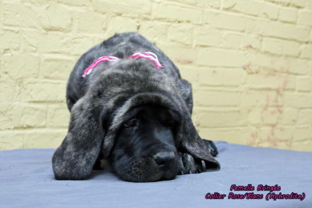 De La Maison De L'étoile - Chiots disponibles - Mastiff